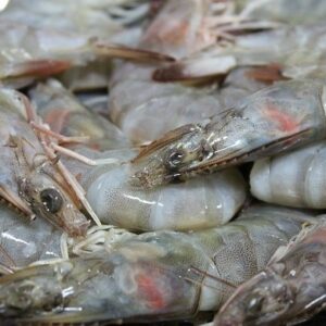 Crevettes tigrées noires naturelles crues pelées